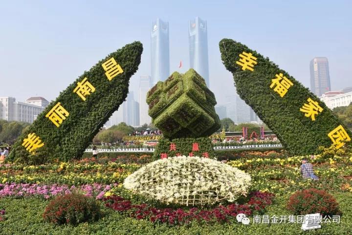美!万千菊花姹紫嫣红 “活力经开”初露真容