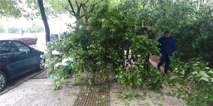 【点赞】突起大风，管护公司迅速行动！